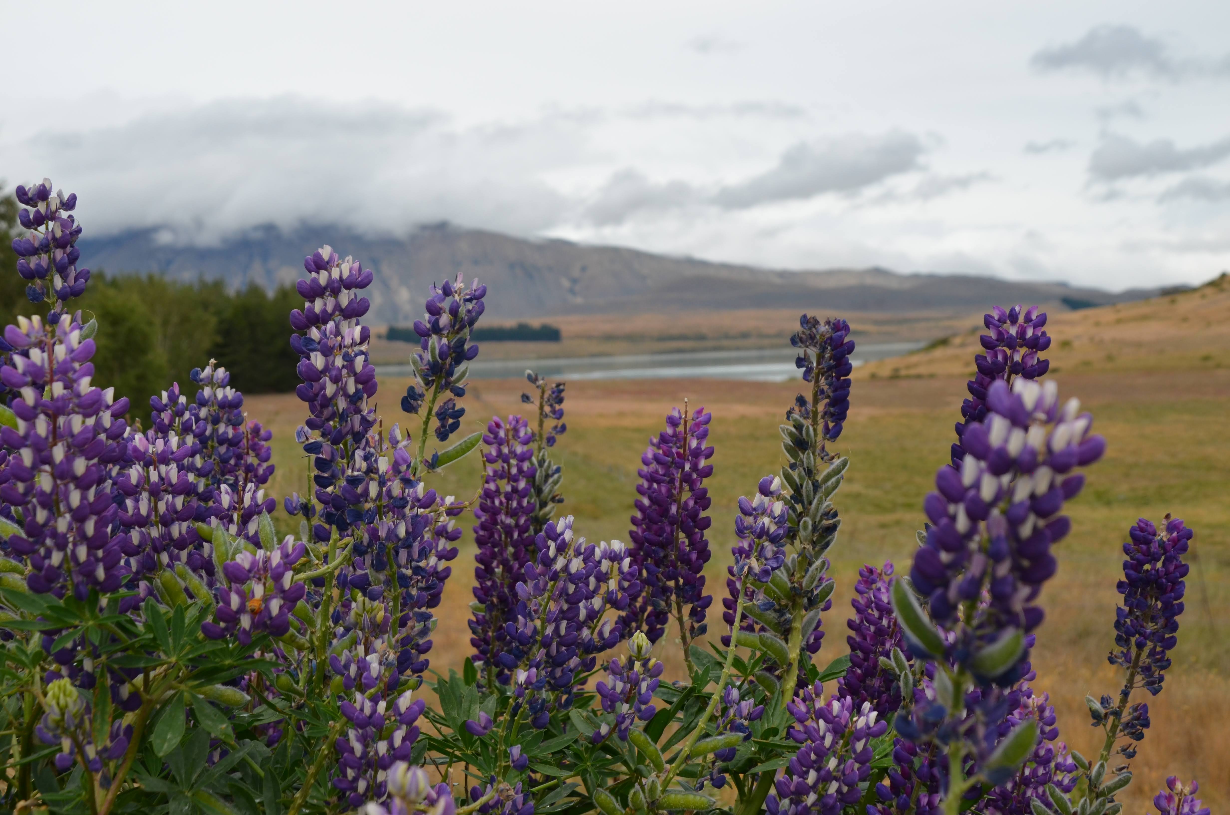 Lupin invading Aotearoa New Zealand