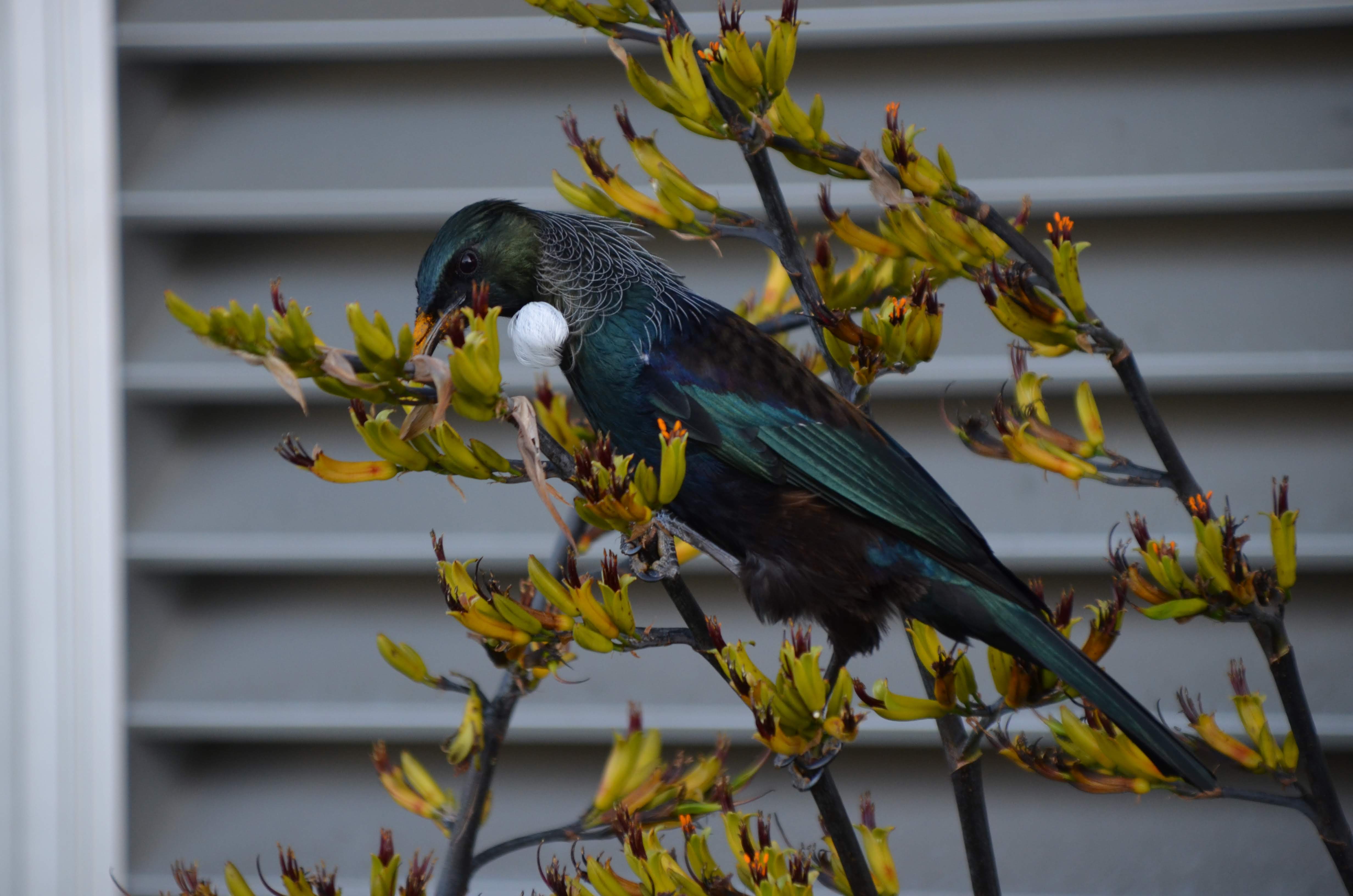 A Tūī, a passerine bird endemic to Aotearoa New Zealand